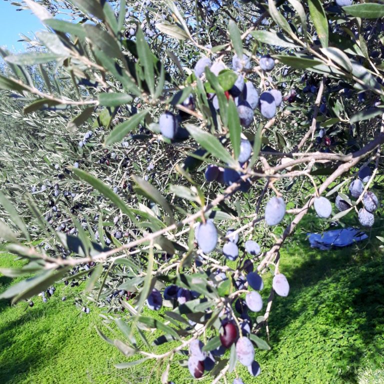Natur, Koroneiki, Handarbeit Unser natives Olivenöl extra stammt von 100 Olivenbäumen auf Kreta. Ohne große Maschinen – jede Olive wird von Hand gepflegt und geerntet. N